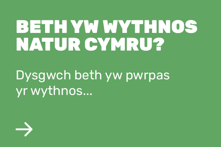 Beth yw Wythnos Natur Cymru?